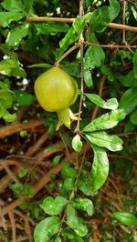 Close-up of fruit growing on tree