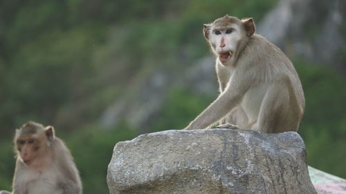 Lion sitting on rock