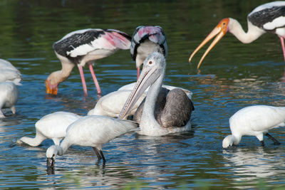 Flock of birds in lake