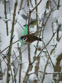 Close-up of bird perching on branch