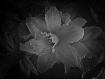 Close-up of flowers