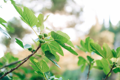 Close-up of fresh green leaves on plant