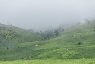 Scenic view of grassy field against sky