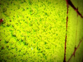 Close-up of fresh green plants