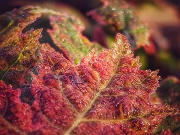 Close-up of plant during autumn