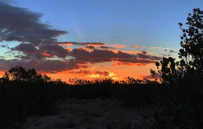 Silhouette trees on landscape against sky during sunset