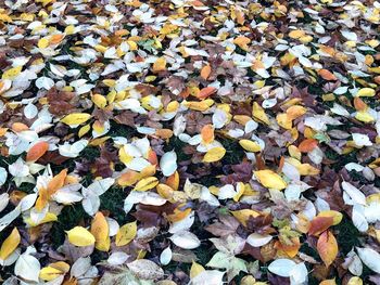 High angle view of maple leaves on field