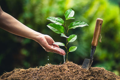 Midsection of man planting sapling in farm