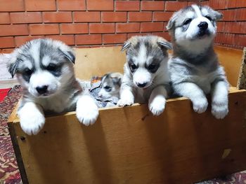 High angle view of puppy