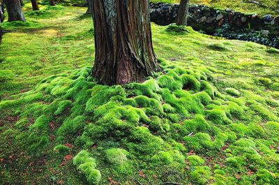 Moss growing on tree trunk