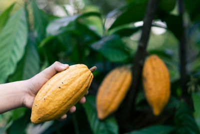 Close-up of fruit