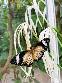 Close-up of butterfly pollinating flower