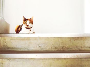 Portrait of cat sitting on wall