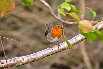Close-up of bird perching on branch robin 