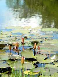 Reflection of trees in pond