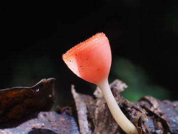 Close-up of mushroom growing on land