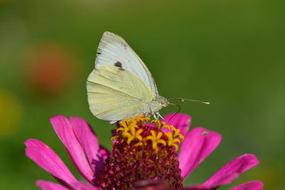 Close-up of butterfly pollinating on pink flower