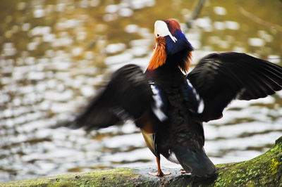 Close-up of duck in water