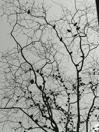 Low angle view of bare trees