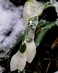 Close-up of frozen water drops on plant