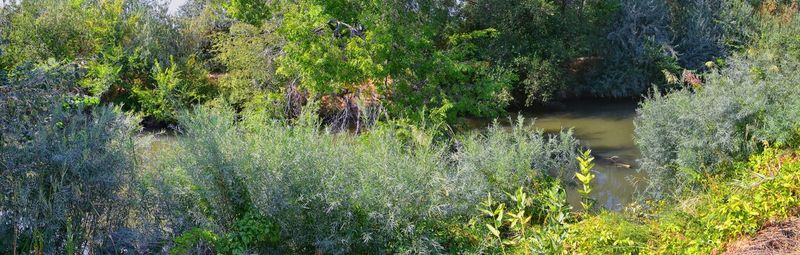 Plants growing by lake in forest