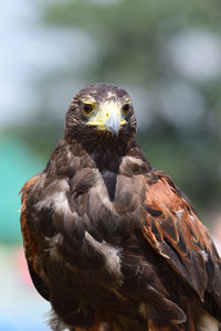 Close-up portrait of eagle