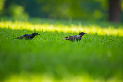 Birds on a field