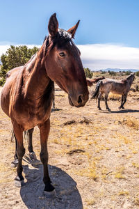 Wild horses in nevada desert