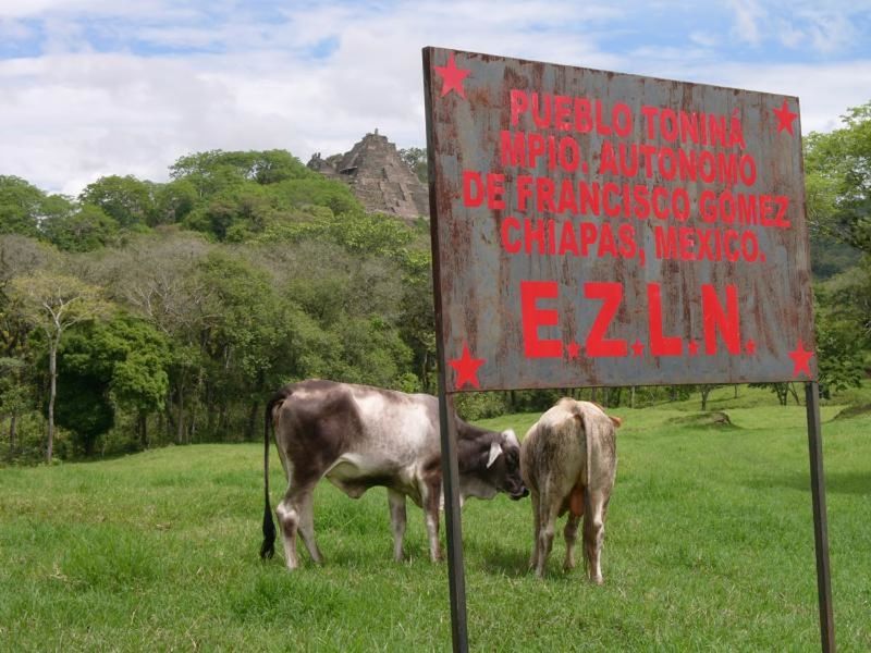 TWO SHEEP STANDING ON FIELD