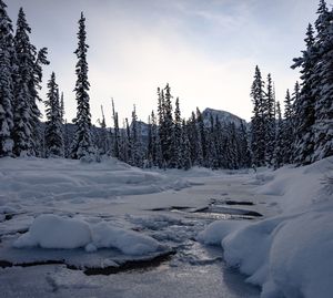 Snow covered land and trees against sky