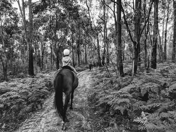 Rear view of horse in forest
