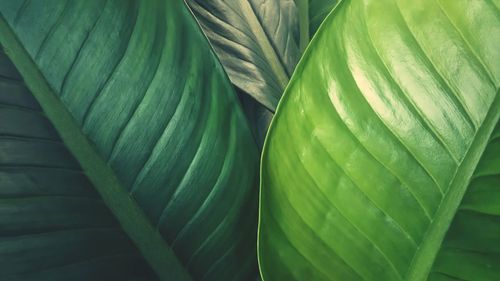 Full frame shot of fresh green leaves