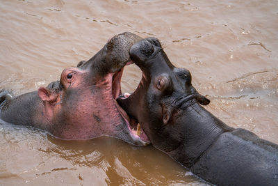 The common hippopotamus  hippo lying in water