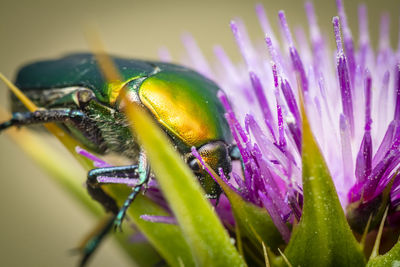 Close-up of a metallic green  beetle feeding on purple flower