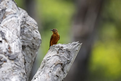 Close-up of bird perching on branch