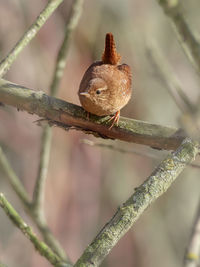 Close-up of a bird on branch