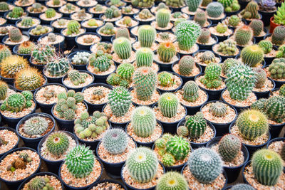 Full frame shot of succulent plants