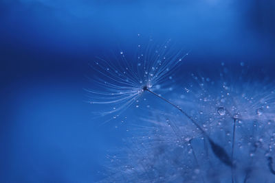 Close-up of raindrops on dandelion