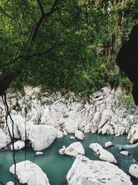 Scenic view of river in forest