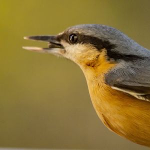 Close-up of a bird looking away