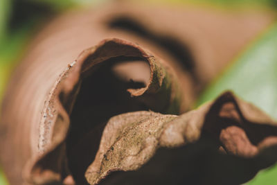 Close-up of woman holding leaf