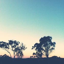 Silhouette of trees at sunset