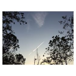 Low angle view of trees against sky