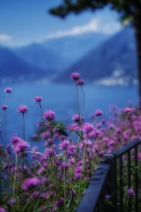 Close-up of pink flowering plant