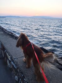 Dog on beach against sky during sunset