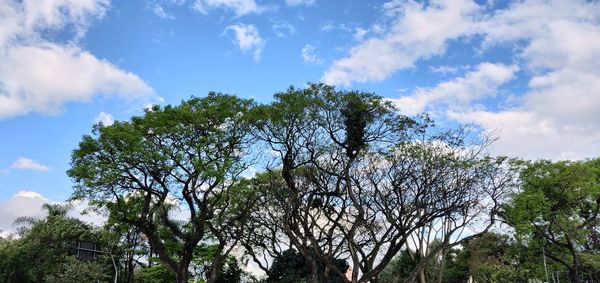 Low angle view of trees against sky