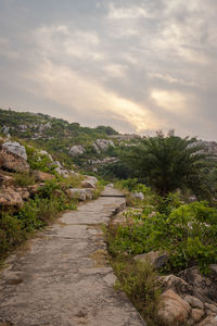 Footpath amidst plants against sky