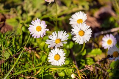 Close-up of white daisy flowers on field