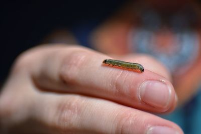 Close-up of human hand holding small