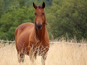 Portrait of horse on field